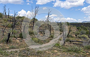 Desolate Landscape, Forest Fire Burn