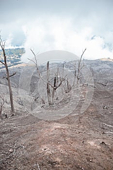 Desolate trail of burned, arid and dead forest in an apocalyptic landscape in the volcanic zone of the Turrialba Volcano