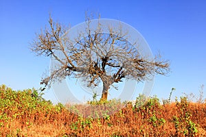 Desolate tree