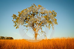 Desolate Tree