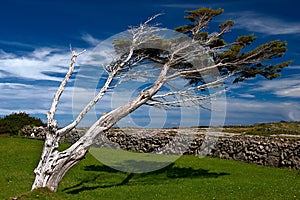 Desolate tree in Irish landscape