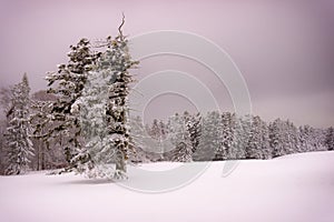 Desolate winter snow landscape