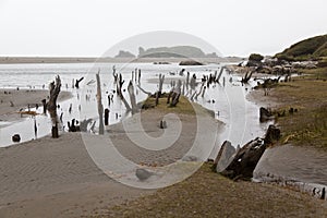 Desolated landscape at Chiloe national park. photo