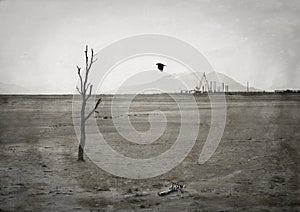 Desolated landscape with a tree, bird, and sand