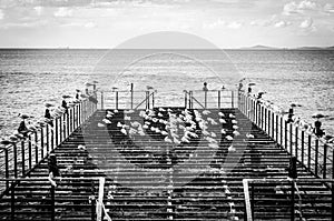 Desolated Dock With Seagulls And Calm Sea