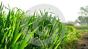 A Desolation Green Crop of Barley or Jau field without farmers. Farmer protest and effect on agriculture concept