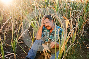 Desperate senior agricultor standing in drought-damaged corn crop. photo