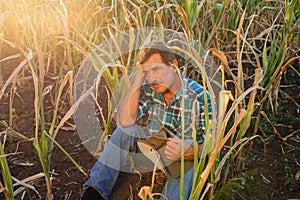 Desperate senior farmer standing in drought-damaged corn crop.