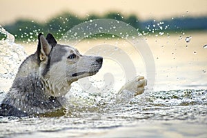 Desperate swimmer Huskies