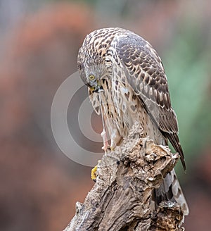 Despite its medium size, the northem goshawk