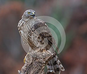 Despite its medium size, the northem goshawk