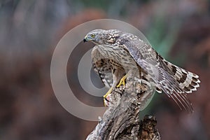 Despite its medium size, the northem goshawk
