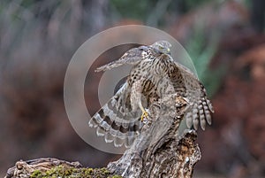 Despite its medium size, the northem goshawk