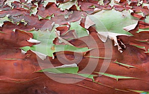 Desquamation bark of a tree