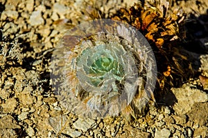 Desert flower photo