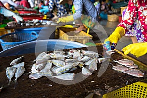 Dessecting yellowstripe scad fish in manual production line in south of Vietnam