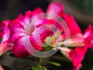 Dessert rose or Impala lily flower