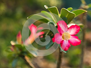 Dessert rose or Impala lily flower