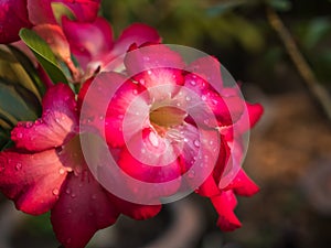 Dessert rose or Impala lily flower