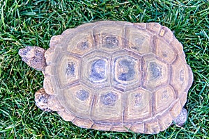 Dessert tortoise on green grass