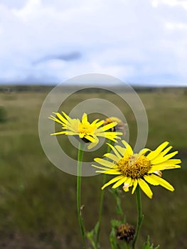 Dessi yellow flower photo