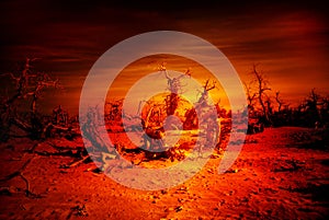 Destroy Forest / doomsday