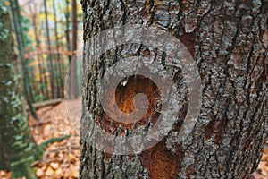 Destroyed bark of tree