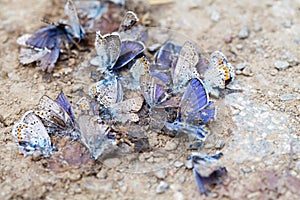 Destroyed butterfly family