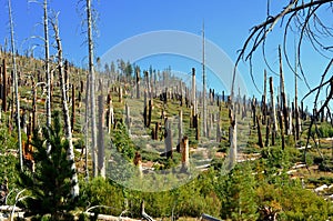 Destroyed Forest