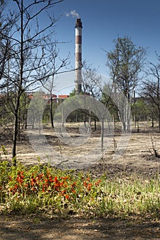 Destroyed forest area near a zinc and lead smelter