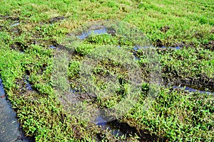 Destroyed grassland