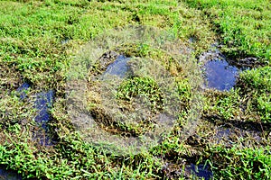 Destroyed grassland