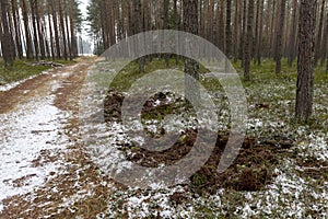 Destroyed litter in the coniferous forest by wild animals. Traces of wild boars' existence in Central Europe