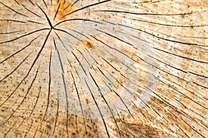 Destroyed the old cracked tree stump