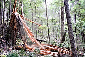 Destroyed shattered tree folded over from destruction