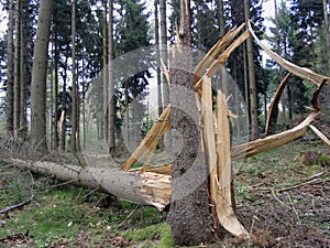 Destroyed tree