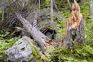 Destroyed tree