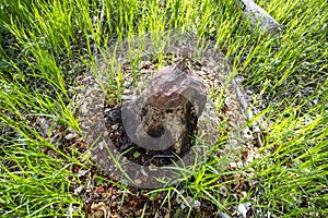 A destroyed tree by the teeth of a beaver