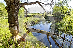 A destroyed tree by the teeth of a beaver