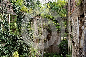 Destroyed by war,overgrown by trees and ivy ruins of apartment house