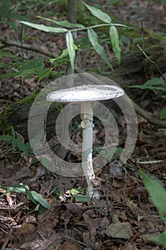 Destroying Angel Deadly Mushroom