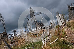 Destructed pine forest