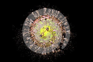 Destruction of cytomegalovirus CMV photo