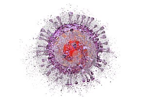 Destruction of cytomegalovirus CMV photo