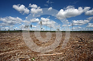 Destruction Forest Felling of natural forest photo