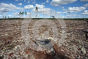 Destruction Forest Felling of natural forest, nort photo