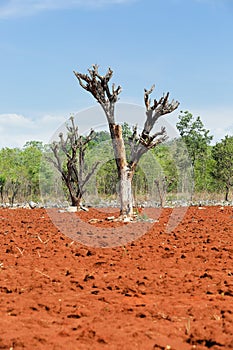 The destruction of forests for shifting cultivation.