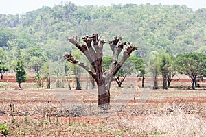 The destruction of forests for shifting cultivation.