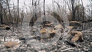 The destruction of forests for shifting cultivation in Thailand.