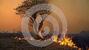 The destruction of forests for shifting cultivation in Thailand.